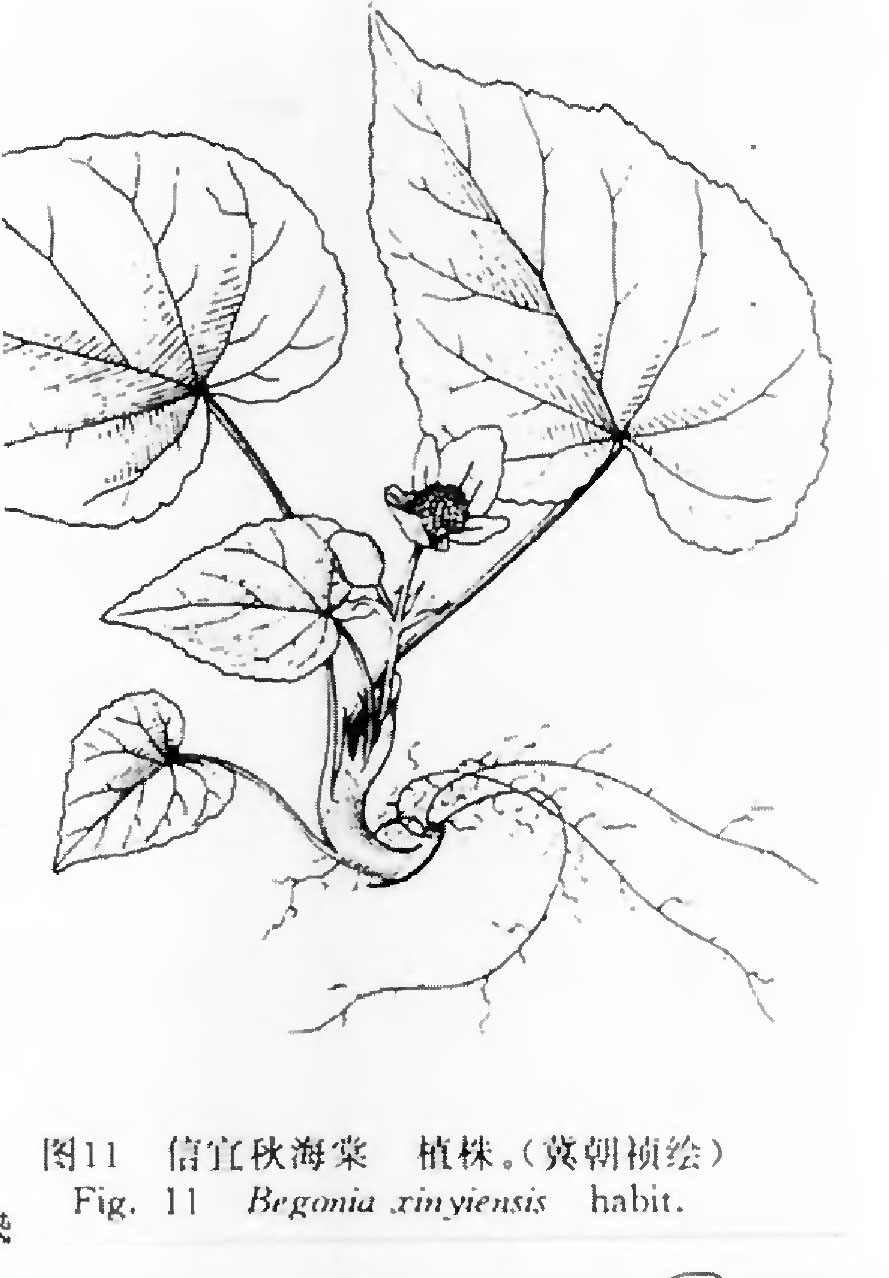 B. xinyiensis